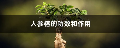 人参榕的功效和作用