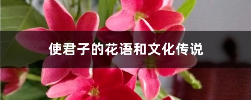 使君子的花语和文化传说