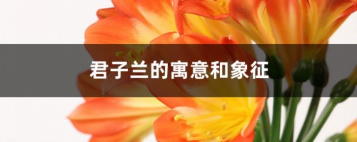 君子兰的寓意和象征