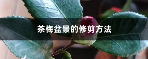 茶梅盆景的修剪方法