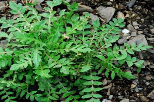 阳台种植荠菜的方法