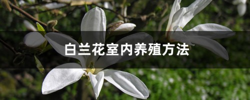 白兰花室内养殖方法