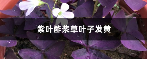 紫叶酢浆草黄叶的原因和处理办法