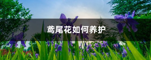 鸢尾花如何养护，繁殖方法有哪些