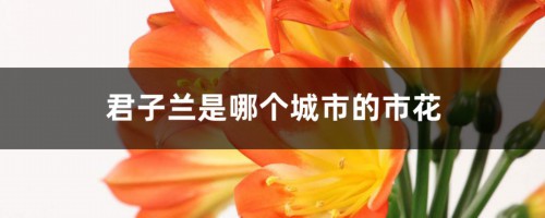 君子兰是哪个城市的市花，君子兰花图片