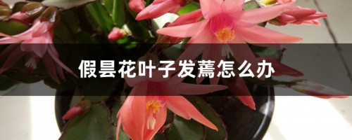 假昙花叶子发蔫怎么办