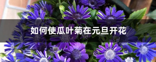 如何使瓜叶菊在元旦开花