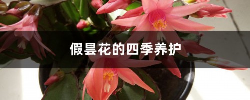 假昙花的四季养护