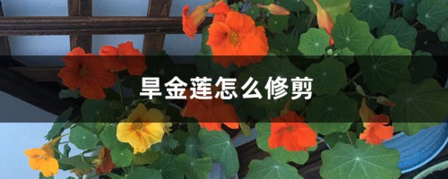 旱金莲怎么修剪